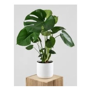 Monstera deliciosa