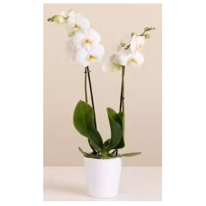 Orquídea Blanca
