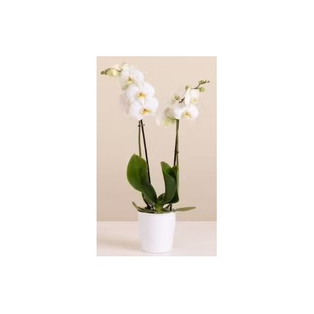 Orquídea Blanca