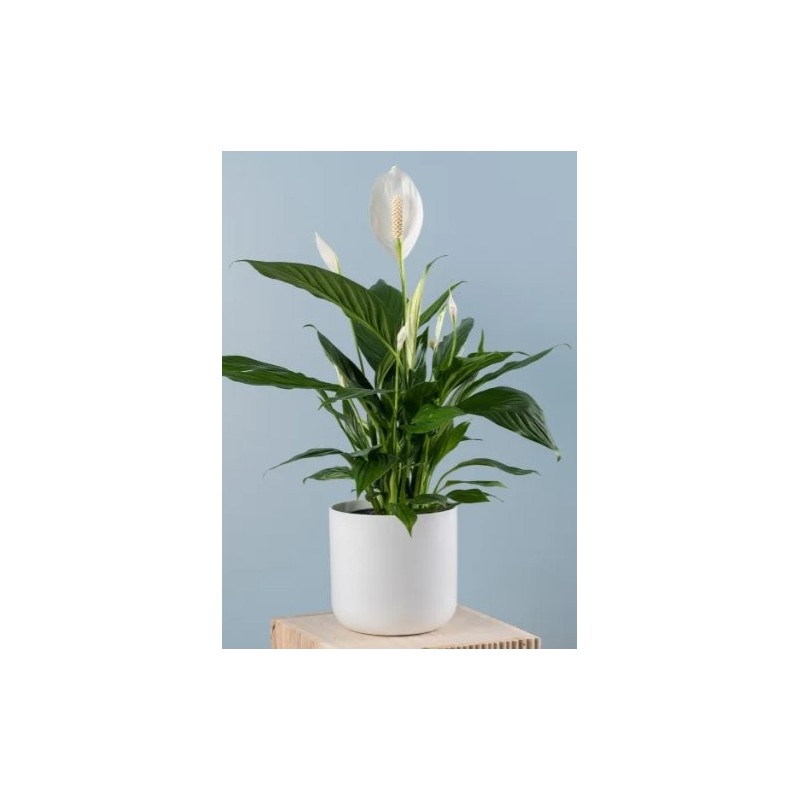 Spathiphylium