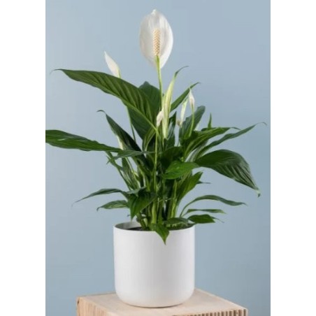 Spathiphylium