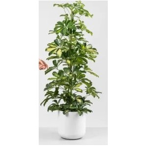 Schefflera Gold Capella