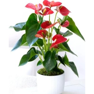 Anthurium