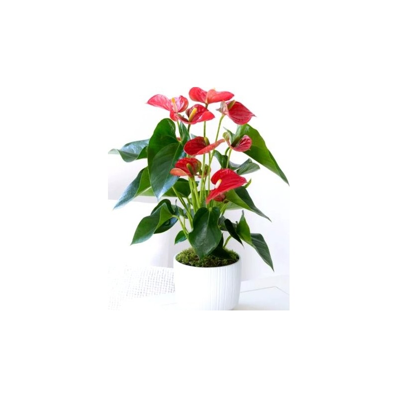 Anthurium