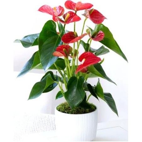 Anthurium