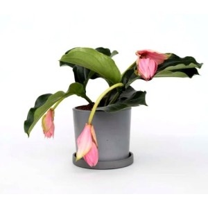 Medinilla