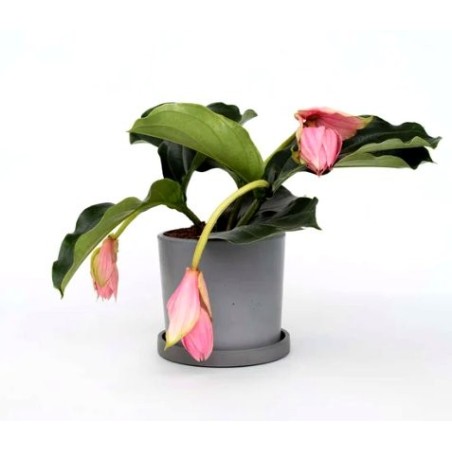 Medinilla